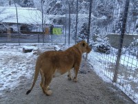 /album/fotogalerie-zoo-dvorec-u-borovan-park-exotickych-zvirat/dvorec-u-borovan-zoo1122-jpg/